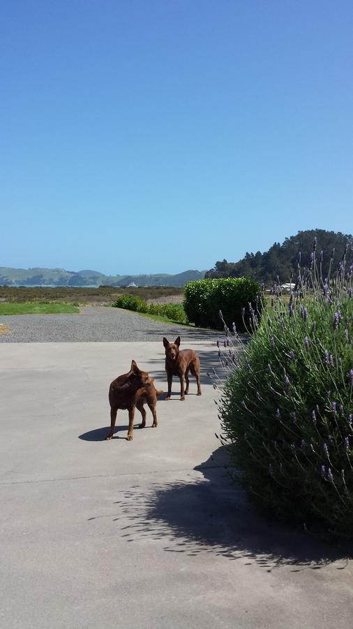 Abbey Court Motel Coromandel Kültér fotó